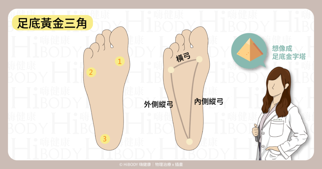足底三角與三種足弓:內側縱弓、外側縱弓、橫弓